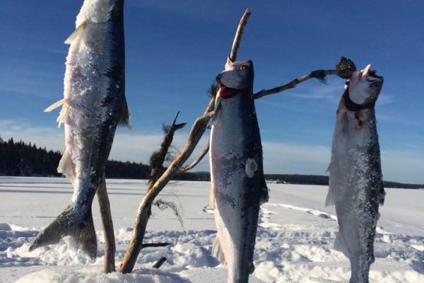 Fishing in Chimney & Felker Lakes
