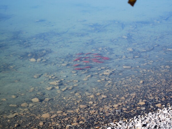 kokanee spawners